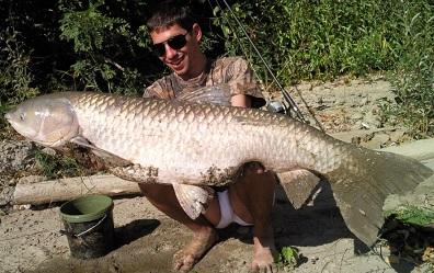 Povestea unui amur de 23 de kg prins pe Dunare, la Giurgiu.